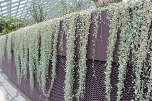 Быстрорастущие ампельные растения. Сорта: названия, описание и фото