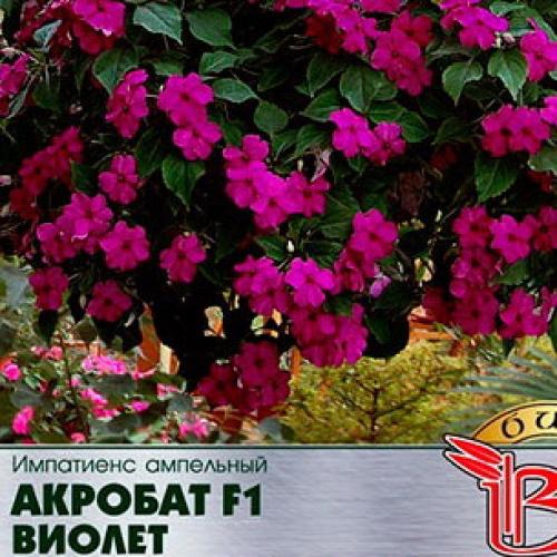 Импатиенс ампельный акробат. Популярные сорта импатиенса ампельного