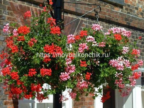 Ампельные растения и лианы для сада. Ампельные цветы для сада 03