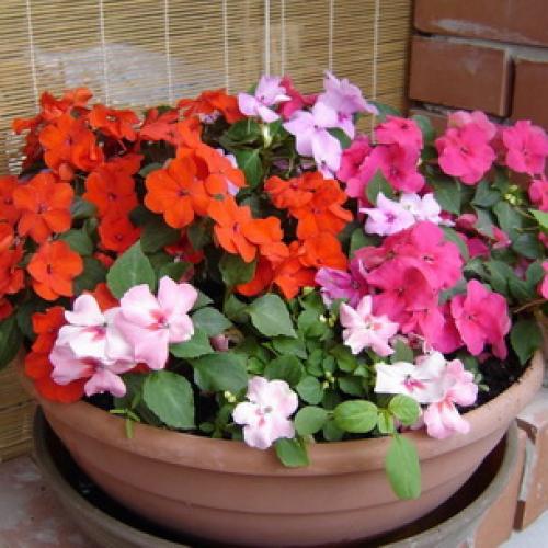 Как посадить и вырастить импатиенс ампельный. Ботаническое описание 21 Как посадить и вырастить импатиенс ампельный. Ботаническое описание 21