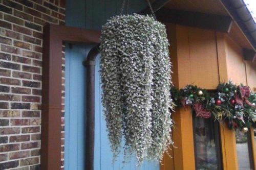 Ампельные растения с серебристыми листьями. Дихондра (50 фото): виды, выращивание и правильный уход