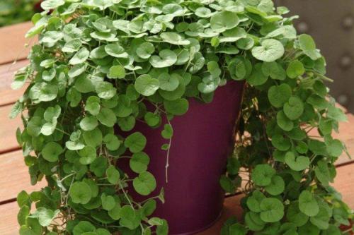 Ампельные растения с серебристыми листьями. Дихондра (50 фото): виды, выращивание и правильный уход