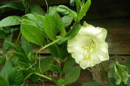 Ампельные растения с серебристыми листьями. Дихондра (50 фото): виды, выращивание и правильный уход