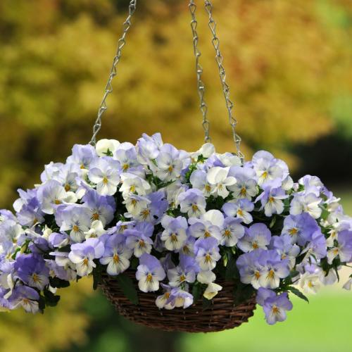 Виола хедерацея. Сорта ампельной виолы