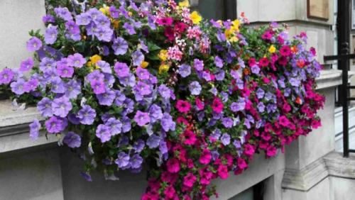 Быстрорастущие ампельные растения. Сорта: названия, описание и фото