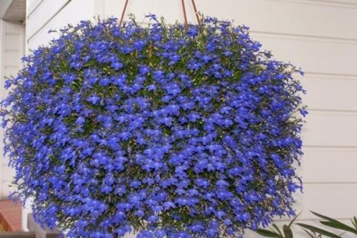 Быстрорастущие ампельные растения. Сорта: названия, описание и фото