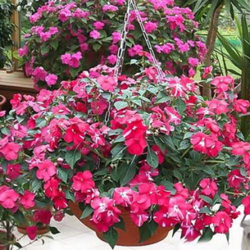 Импатиенс ампельный акробат. Популярные сорта импатиенса ампельного