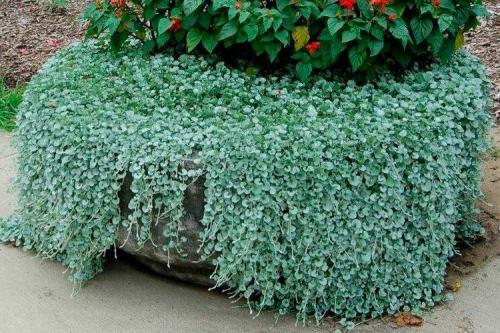 Ампельные растения с серебристыми листьями. Дихондра (50 фото): виды, выращивание и правильный уход