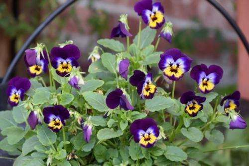 Быстрорастущие ампельные растения. Сорта: названия, описание и фото