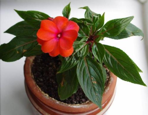 Посев импатиенса. Уход и выращивание