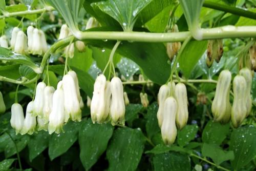 Ампельные многолетние растения для сада. 50 самых неприхотливых цветов для дачи: многолетники и однолетние для ленивых и работяг