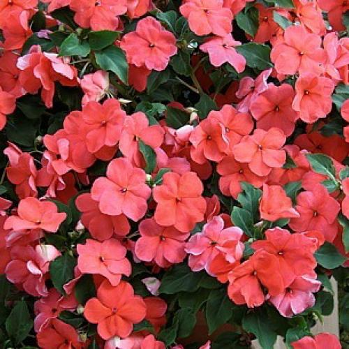 Как посадить и вырастить импатиенс ампельный. Ботаническое описание 18 Как посадить и вырастить импатиенс ампельный. Ботаническое описание 18