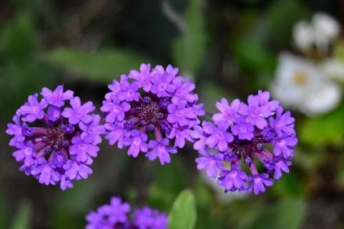 Быстрорастущие ампельные растения. Сорта: названия, описание и фото