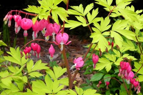 Ампельные многолетние растения для сада. 50 самых неприхотливых цветов для дачи: многолетники и однолетние для ленивых и работяг