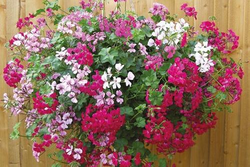 Быстрорастущие ампельные растения. Сорта: названия, описание и фото