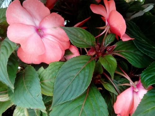 Посев импатиенса. Уход и выращивание