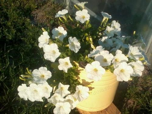 Петуния ампельная и каскадная. Разновидности петунии, их отличие 09