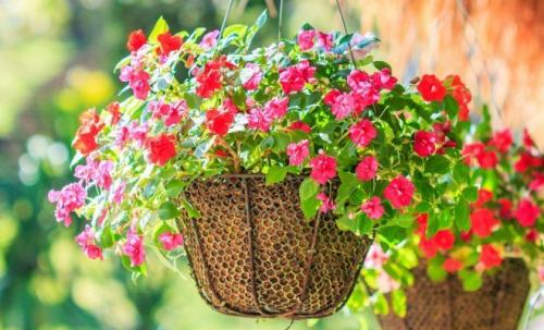 8 красивых ампельных растений для сада. ТОП-8 красивых ампельных растения для вашего сада