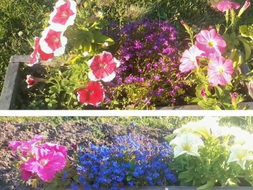 Петуния ампельная и каскадная. Разновидности петунии, их отличие 13