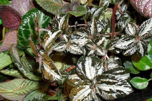 Ампельное растение с красными цветами. Виды и сорта с фото