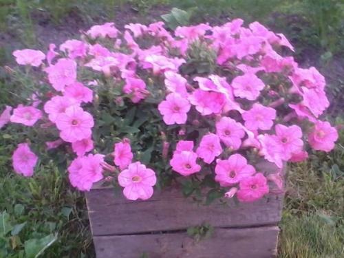 Петуния ампельная и каскадная. Разновидности петунии, их отличие 07