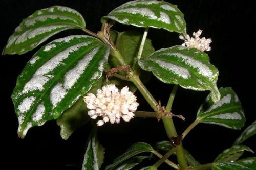 Ампельное растение с красными цветами. Виды и сорта с фото