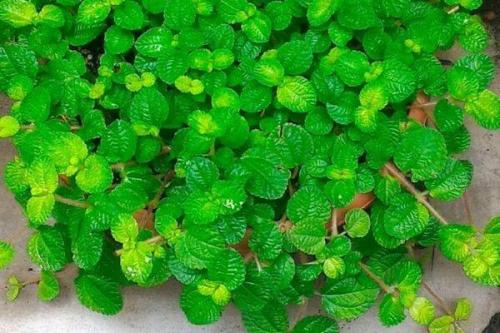 Ампельное растение с красными цветами. Виды и сорта с фото