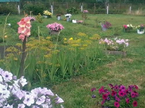 Петуния ампельная и каскадная. Разновидности петунии, их отличие 02