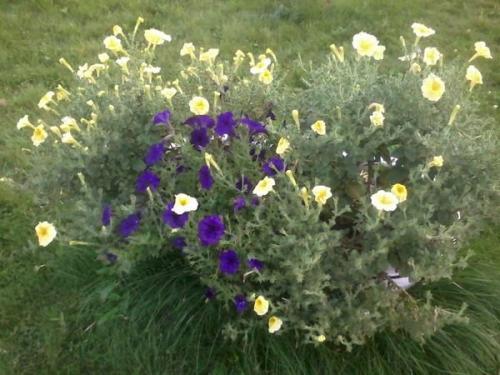 Петуния ампельная и каскадная. Разновидности петунии, их отличие 10