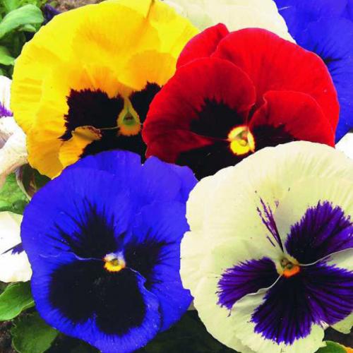 Виола каскадная. Выращивать на балконах, в вазонах и открытом грунте