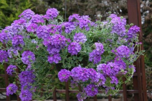 8 красивых ампельных растений для сада. ТОП-8 красивых ампельных растения для вашего сада