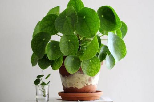 Ампельное растение с красными цветами. Виды и сорта с фото