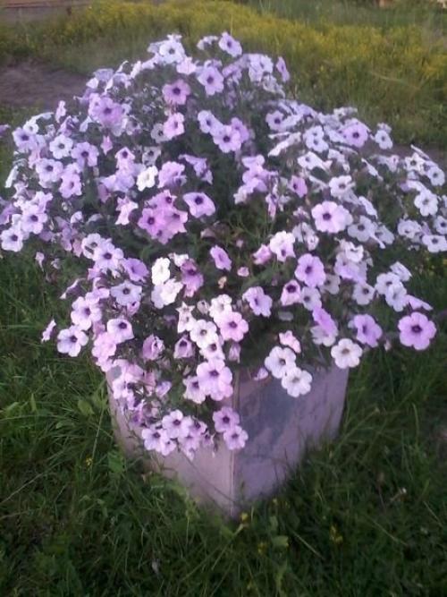 Петуния ампельная и каскадная. Разновидности петунии, их отличие 11