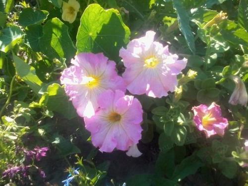 Петуния ампельная и каскадная. Разновидности петунии, их отличие 04