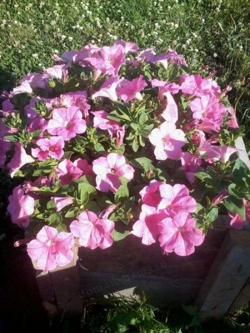 Петуния ампельная и каскадная. Разновидности петунии, их отличие 05