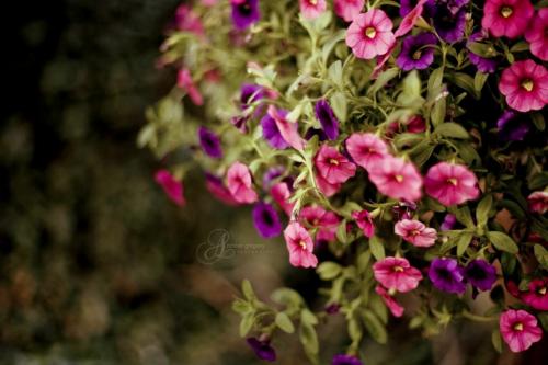 Красивые ампельные цветы для кашпо свисающие на улице. Цветы для подвесных кашпо: декоративные и не только 04