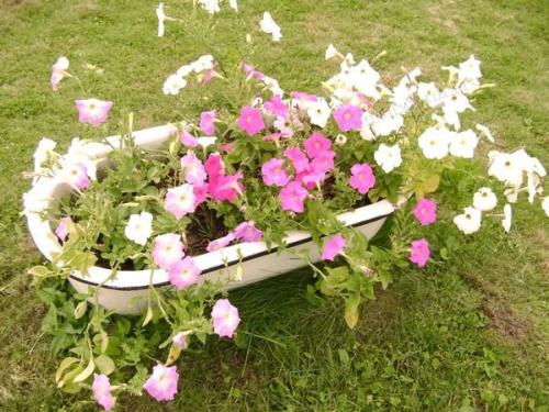 Петуния ампельная и каскадная. Разновидности петунии, их отличие 01