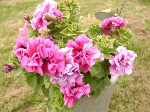 Петуния ампельная и каскадная. Разновидности петунии, их отличие 03