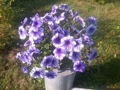 Петуния ампельная и каскадная. Разновидности петунии, их отличие 06