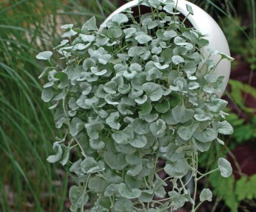 8 красивых ампельных растений для сада. ТОП-8 красивых ампельных растения для вашего сада 19 8 красивых ампельных растений для сада. ТОП-8 красивых ампельных растения для вашего сада 19