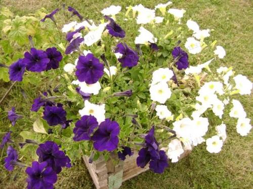 Петуния ампельная и каскадная. Разновидности петунии, их отличие 08