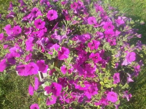 Петуния ампельная и каскадная. Разновидности петунии, их отличие 12