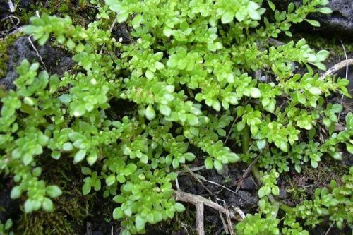 Ампельное растение с красными цветами. Виды и сорта с фото