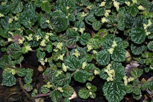 Ампельное растение с красными цветами. Виды и сорта с фото