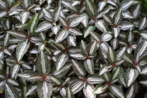 Ампельное растение с красными цветами. Виды и сорта с фото