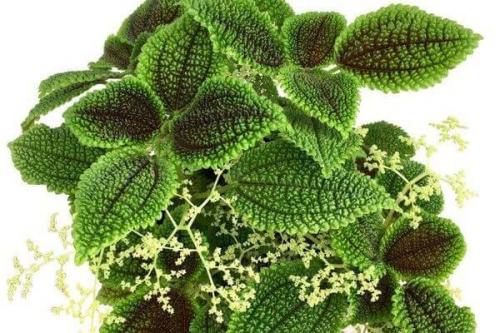 Ампельное растение с красными цветами. Виды и сорта с фото