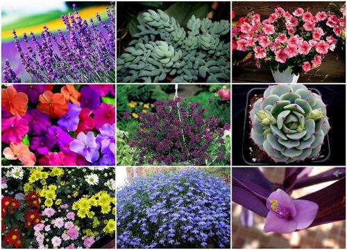 10 лучших ампельных цветов и растений для сада. 10 наиболее подходящих растений для выращивания в подвесных горшках