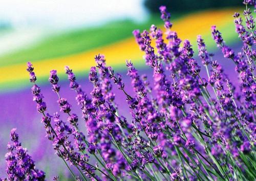 10 лучших ампельных цветов и растений для сада. 10 наиболее подходящих растений для выращивания в подвесных горшках