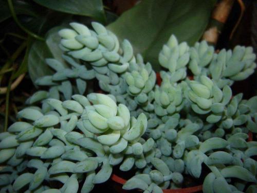 10 лучших ампельных цветов и растений для сада. 10 наиболее подходящих растений для выращивания в подвесных горшках