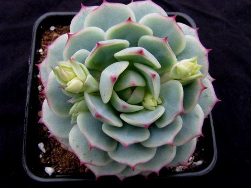 10 лучших ампельных цветов и растений для сада. 10 наиболее подходящих растений для выращивания в подвесных горшках